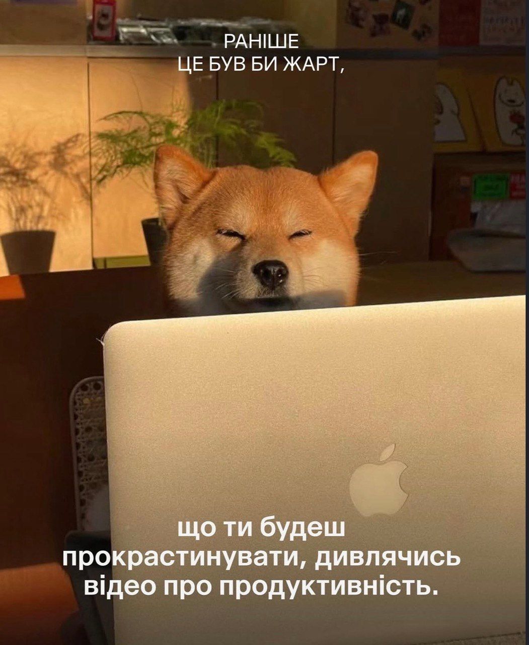 Меми та собаки - фото 849060