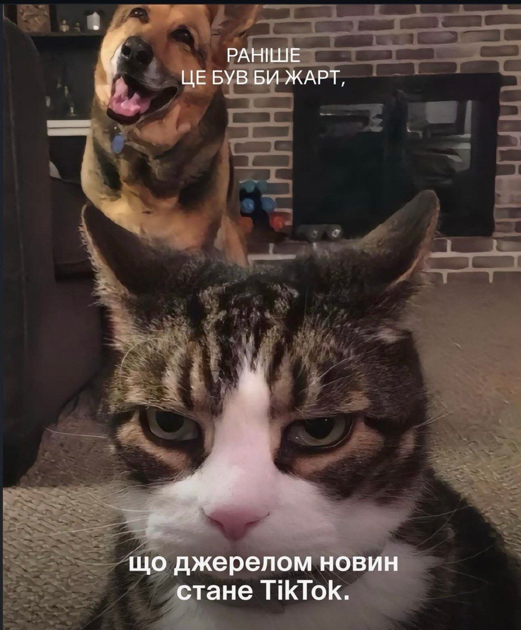 Смішні коти, собаки та меми - фото 849061