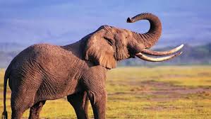 Слон за допомогою хобота навчився видобувати воду із колонки (відео) Слон за допомогою хобота навчився видобувати воду із колонки (відео)