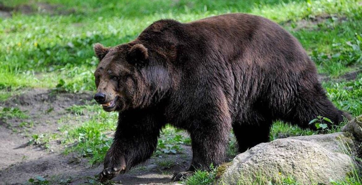 Ведмідь викупався на пляжі разом з людьми, що відпочивали, а потім втік (відео) Ведмідь викупався на пляжі разом з людьми, що відпочивали, а потім втік (відео)