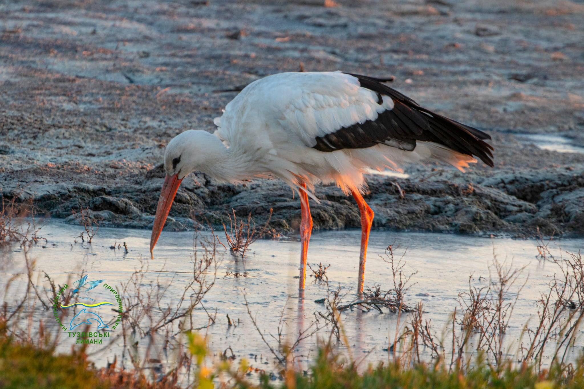 На півдні Одещини зупинилися майже 2 тисячі лелек: науковець назвав причину На півдні Одещини зупинилися майже 2 тисячі лелек: науковець назвав причину