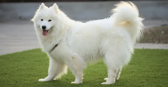 Музикальні таланти собак: вчені з’ясували, як чотирилапі підлаштовують свій голос під мелодії Музикальні таланти собак: вчені з’ясували, як чотирилапі підлаштовують свій голос під мелодії