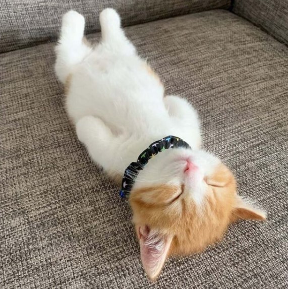 Кошеня, що спить на спині, стало зіркою Мережі (ФОТО) Кошеня, що спить на спині, стало зіркою Мережі (ФОТО)