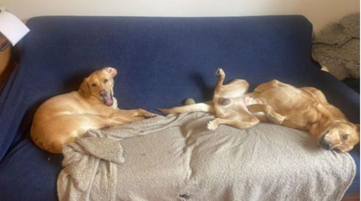 Лабрадорам вистачило лише однієї години, щоб розпорошити диван (ФОТО)