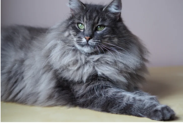 Полковник Мяу: як найпухнастіший у світі кіт із суворим поглядом став легендою Полковник Мяу: як найпухнастіший у світі кіт із суворим поглядом став легендою