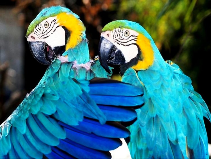 Папузі ара замінили зламаний дзьоб на металевий (ФОТО)