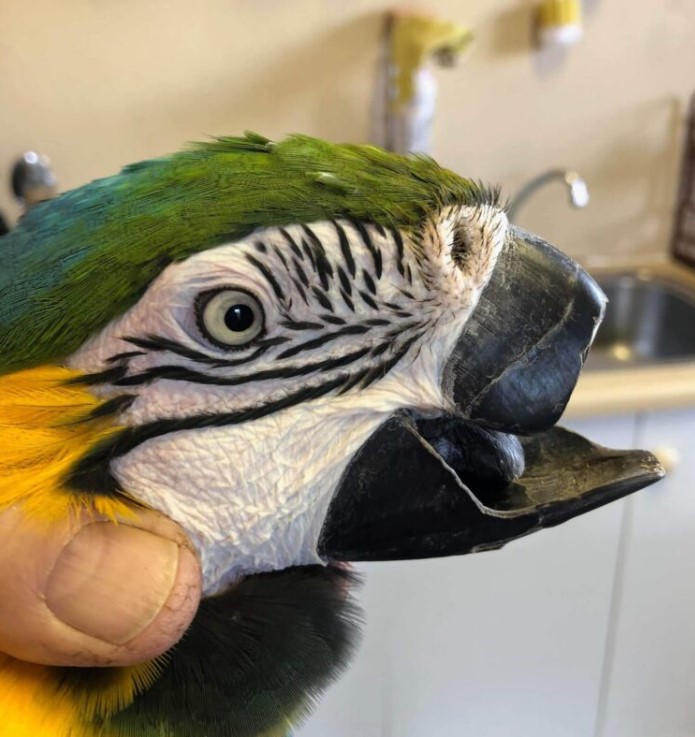 Папузі ара замінили зламаний дзьоб на металевий (ФОТО) Папузі ара замінили зламаний дзьоб на металевий (ФОТО)