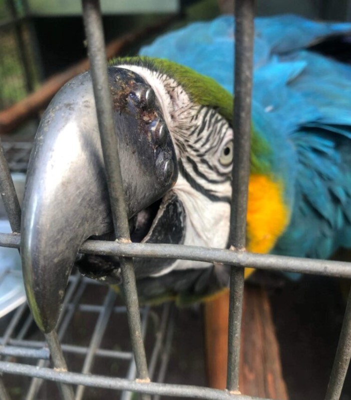 Папузі ара замінили зламаний дзьоб на металевий (ФОТО) Папузі ара замінили зламаний дзьоб на металевий (ФОТО)