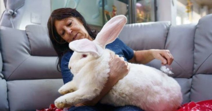 Кролик-гігант вагою 9,5 кг має власну спальню і диван — фото