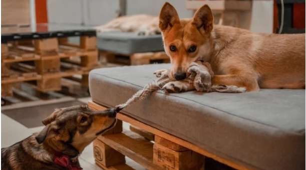 Маленька трагедія пса Гуса: як звичайне яйце спантеличило домашнього улюбленця Маленька трагедія пса Гуса: як звичайне яйце спантеличило домашнього улюбленця