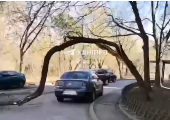 У Дніпрі на масиві Тополя величезна гілка ледь не розтрощила припарковане авто У Дніпрі на масиві Тополя величезна гілка ледь не розтрощила припарковане авто
