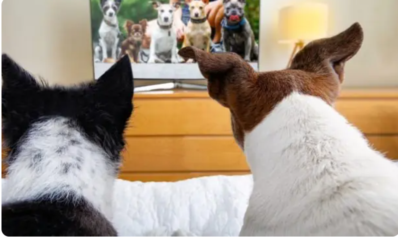 Телебачення для собак набирає популярності Телебачення для собак набирає популярності