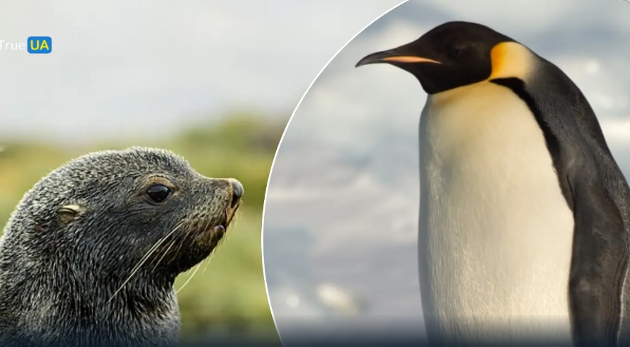 Танення льоду знищує популяції: які види тварин опинилися під загрозою Танення льоду знищує популяції: які види тварин опинилися під загрозою