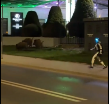 Повстання машин чи нова охорона? Робот-гуманоїд розігнав зграю кабанів у польській столиці (відео) Повстання машин чи нова охорона? Робот-гуманоїд розігнав зграю кабанів у польській столиці (відео)