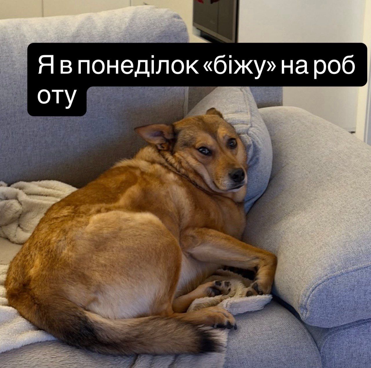 Меми про понеділок та смішні тваринки - фото 855509