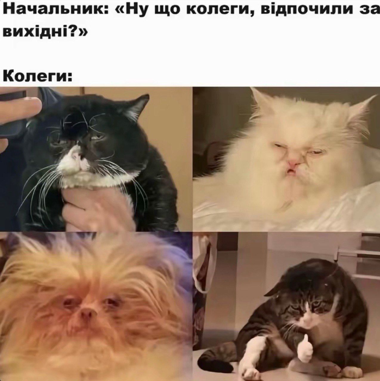 Меми про понеділок та смішні котики - фото 855513