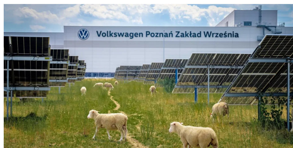 Volkswagen у Польщі купив 100 овець – не на м’ясо, а як робочі щелепи Volkswagen у Польщі купив 100 овець – не на м’ясо, а як робочі щелепи