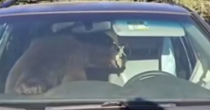 Ведмідь застряг у позашляховику і всю ніч сигналив — відео