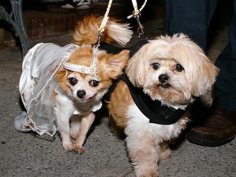 В Нью-Йорке поженили двух собак
