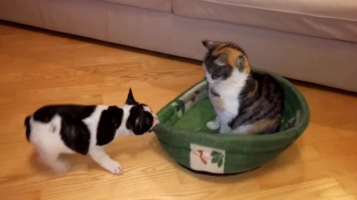 20 уморительных фото о том, как уживаются коты и собаки в одной семье 20 уморительных фото о том, как уживаются коты и собаки в одной семье