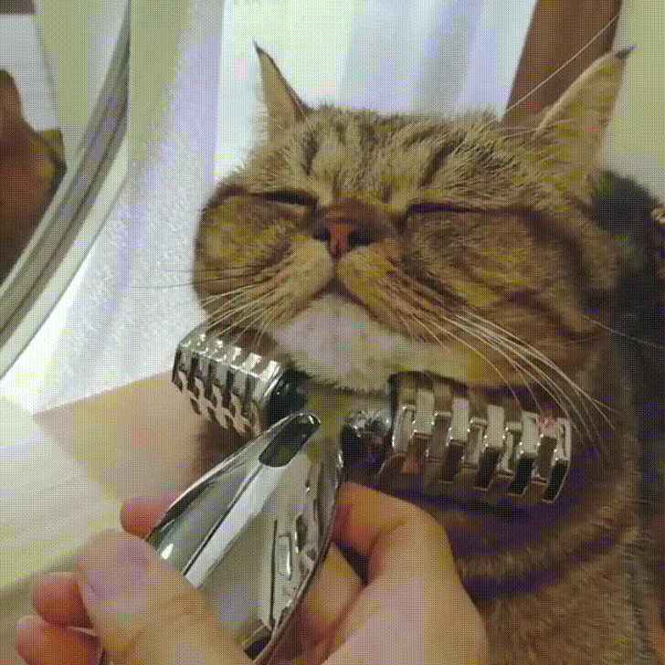 Животные, которые нашли свой личный рай Животные, которые нашли свой личный рай