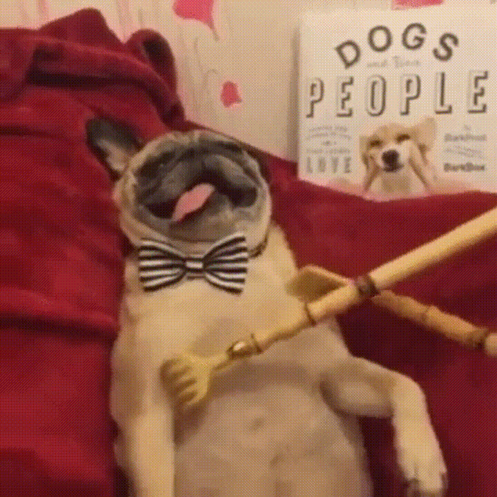 Животные, которые нашли свой личный рай Животные, которые нашли свой личный рай