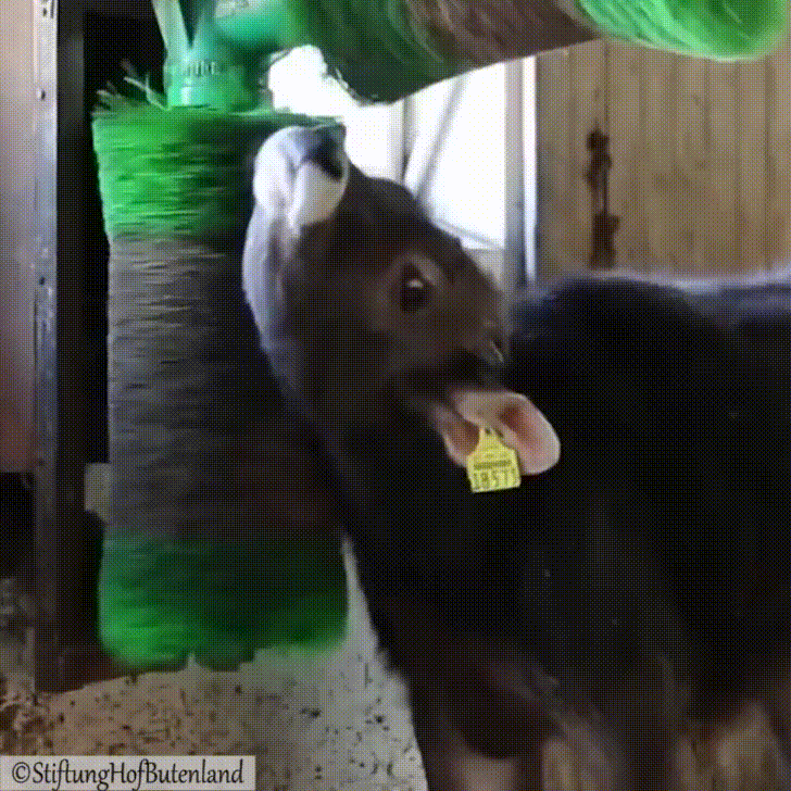 Животные, которые нашли свой личный рай Животные, которые нашли свой личный рай