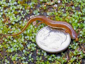 В США обнаружили саламандру размером с монету