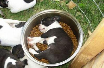 Само очарование: щенки, способные спать где угодно