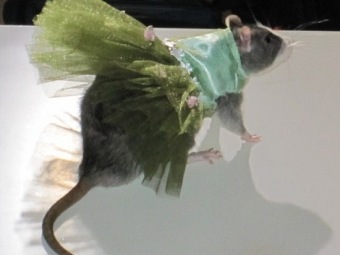 В Нью-Йорке состоялось крысиное фэшн-шоу