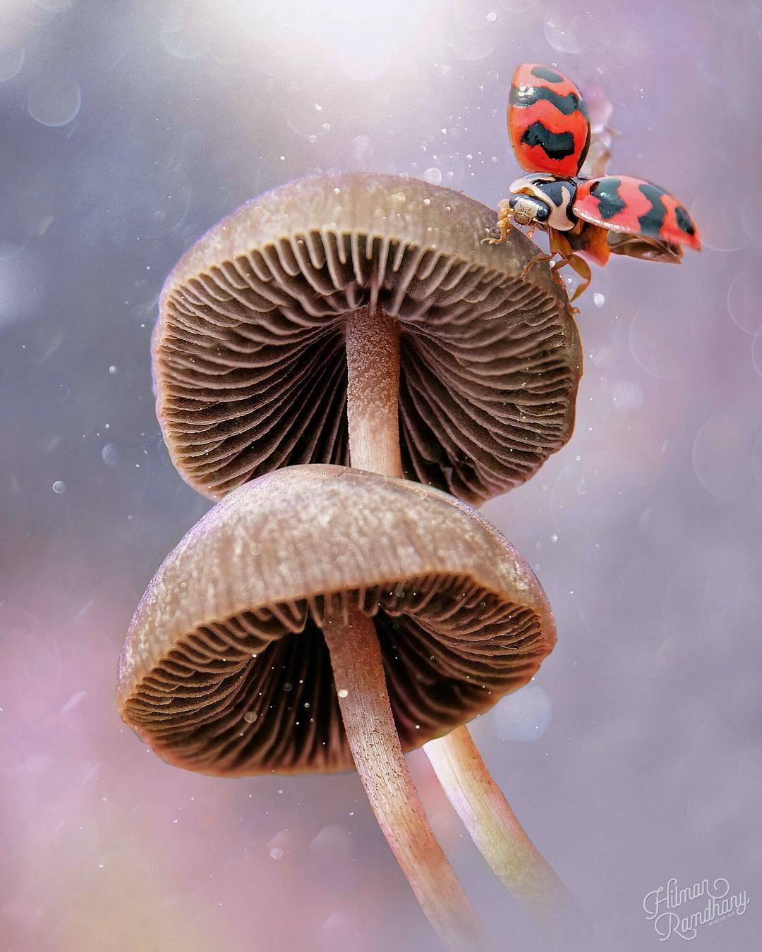 Макрофотографии насекомых от Hilman Ramdhany