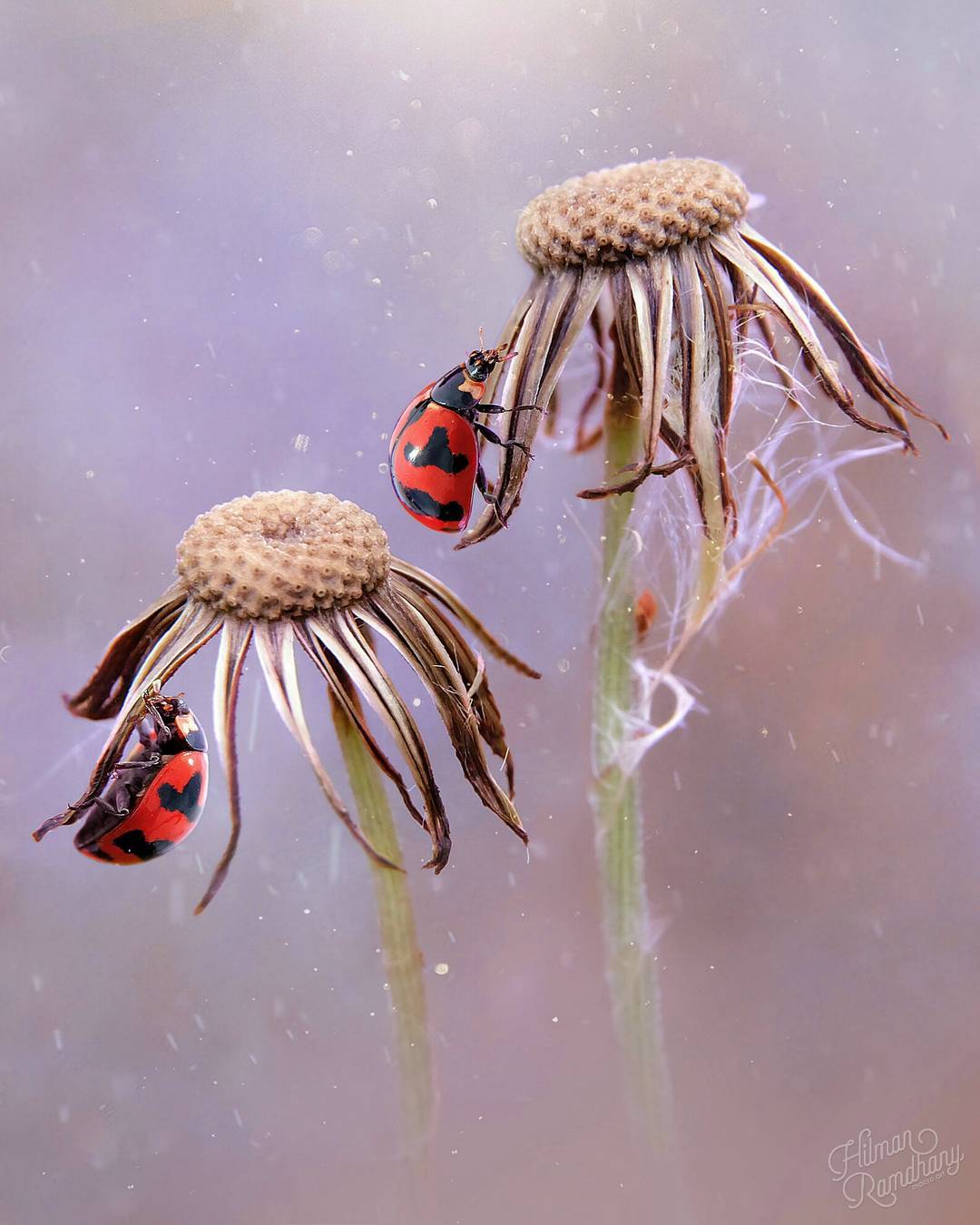 Макрофотографии насекомых от Hilman Ramdhany