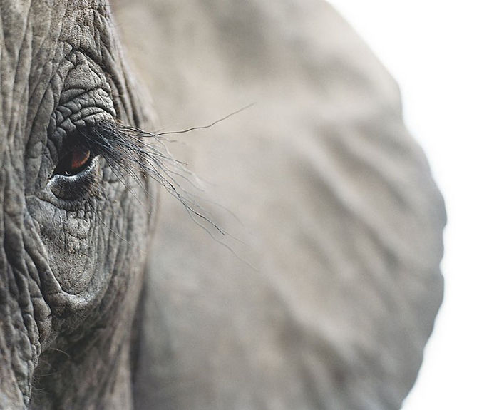 Фотограф 2 года снимал животных, которые на грани вымирания