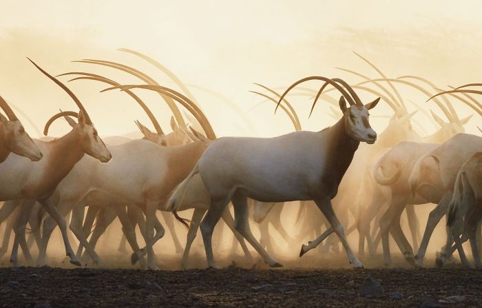 Фотограф 2 года снимал животных, которые на грани вымирания