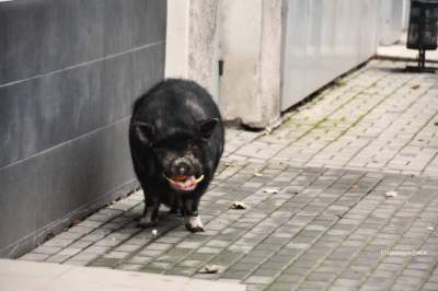 Оккупированный Донецк переполошила сбежавшая из бара свинья