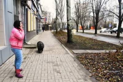 Оккупированный Донецк переполошила сбежавшая из бара свинья
