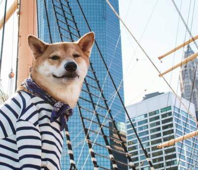 Собака, обожающая человеческую одежду, покорила Instagram