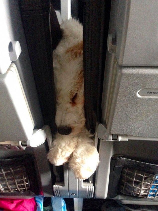 Неожиданные и забавные животные в самолете