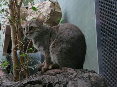 Ржавые кошки: уникальные создания, о которых мало кто знает. Фото