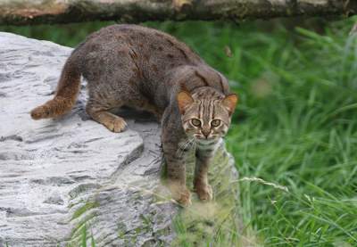 Ржавые кошки: уникальные создания, о которых мало кто знает. Фото