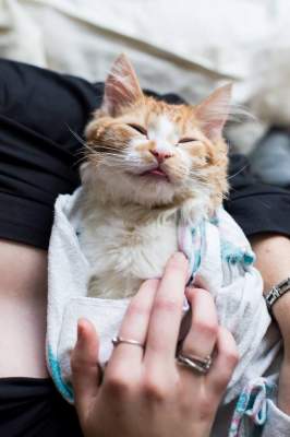 В Сети угорают над странной фотосессией «рождения» кота