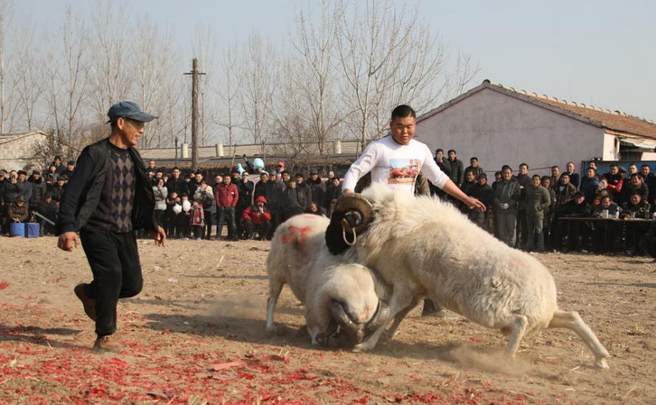 Турнир по боям баранов в Китае