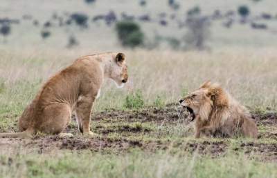Сеть повеселила смелая львица, «отчитавшая» льва