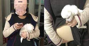 Китаянка нашла забавный способ пронести собаку на борт самолета