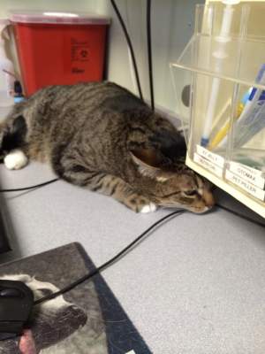 Смех сквозь слезы: коты, которых обманом затащили к ветеринару