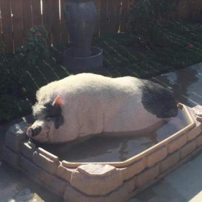 Эта забавная домашняя свинка покорила Instagram 