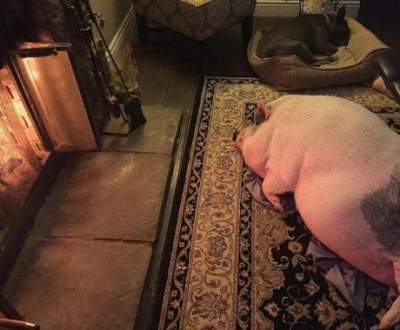 Эта забавная домашняя свинка покорила Instagram 