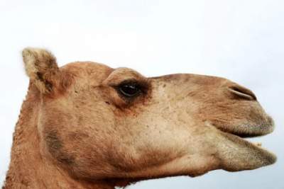 Курьез дня: верблюдов не взяли на конкурс красоты из-за ботокса