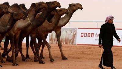 В Саудовской Аравии верблюд с ботоксом не попал на конкурс красоты