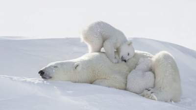 Фотограф ночевал у берлоги ради снимков полярных медведей. Фото